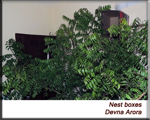 Devna Arora - Open nest box